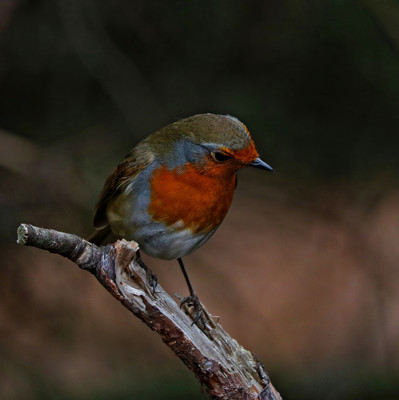 Click here to view at full resolution.