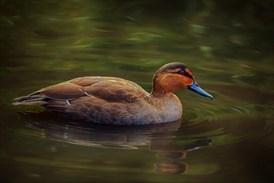 Click here to view at full resolution.