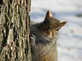 Got Nuts? by photoguy16, photography->animals gallery