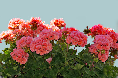 Click here to view at full resolution.