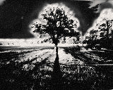 Deadly tree by wildcherry3393, Computer->Landscape gallery