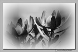 Black &amp; White Reminder by LynEve, photography->flowers gallery