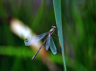 Click here to view at full resolution.