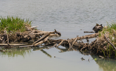 Click here to view at full resolution.