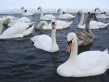 Winter swans by tomazinas, Photography->Birds gallery