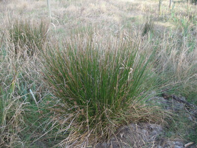 Click here to view at full resolution.