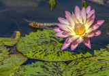 Water Lily by rahto, photography->flowers gallery