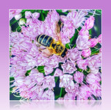 One Happy Bee! by Starglow, photography->flowers gallery
