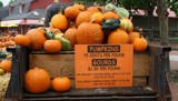 Holiday Pumpkins and Gourds by jerseygurl, holidays gallery