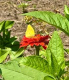 The Clouded Yellow (Sulfur) Butterfly by tigger3, photography->butterflies gallery