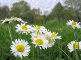 Daisies by Chutters42, photography->manipulation gallery