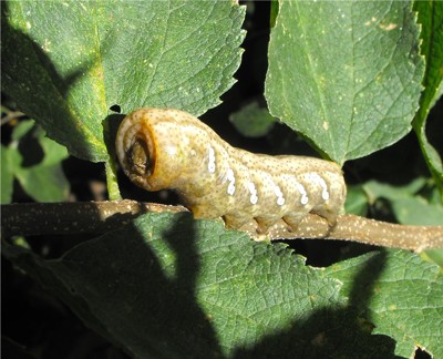 Click here to view at full resolution.