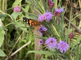 The Painted Lady by Tiggs, photography->butterflies gallery