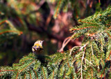 Goldcrest by biffobear, photography->birds gallery