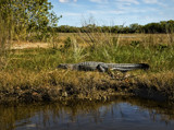 Warm in the Sun by luckyshot, photography->reptiles/amphibians gallery