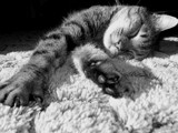 Snoozing by photoer, Photography->Pets gallery