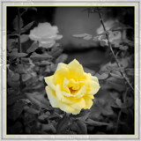 Yellow Rose by Flmngseabass, photography->flowers gallery
