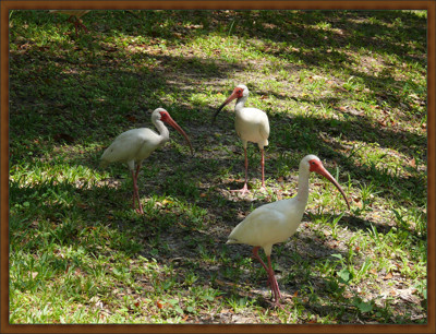 Click here to view at full resolution.