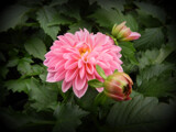 Ready to Bloom by Starglow, photography->flowers gallery