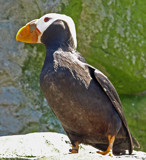 A Posin' Puffin by LedsLens, Photography->Birds gallery