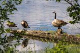 Mediation Geese by Pistos, photography->birds gallery