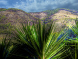 Plant in foreground by Ed1958, Computer->Landscape gallery