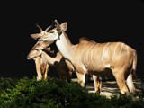 The Kudu Family by Ramad, photography->animals gallery