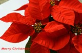 *** A Joyous Holiday *** by jerseygurl, photography->flowers gallery