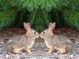 Bunny Love by Hottrockin, Photography->Manipulation gallery