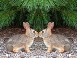 Bunny Love by Hottrockin, Photography->Manipulation gallery