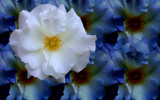 White Rose Blue by Mythmaker, Photography->Flowers gallery