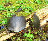 Happy Mother's Day 2018! by GomekFlorida, photography->reptiles/amphibians gallery