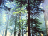 Sequoias In California by RenieRenee, Photography->Landscape gallery