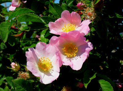 Click here to view at full resolution.