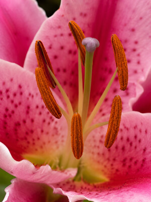 Click here to view at full resolution.