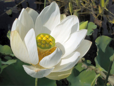 Click here to view at full resolution.