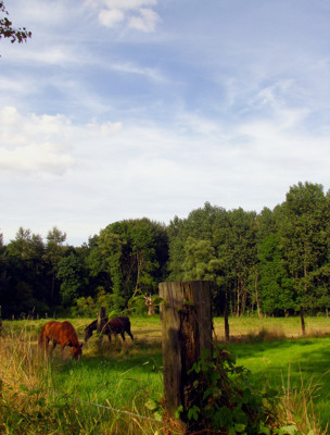 Click here to view at full resolution.