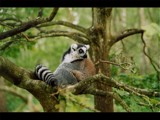 Ring Tailed Lemur by Homtail, photography->animals gallery