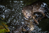 Most Days Go Swimmingly by Pistos, photography->animals gallery