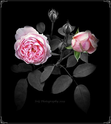 Click here to view at full resolution.