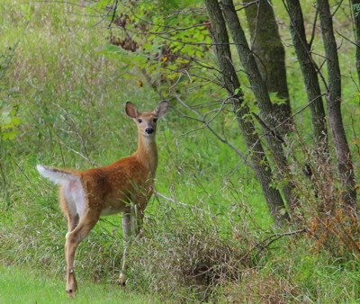 Click here to view at full resolution.