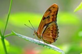 leaf lounging by tee, Photography->Butterflies gallery