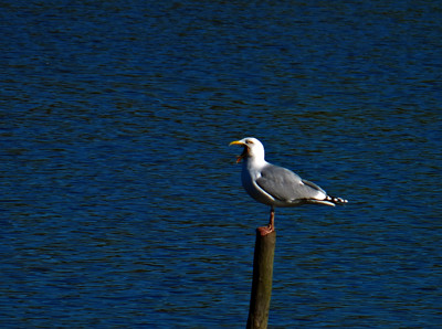 Click here to view at full resolution.