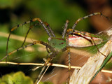 Lynx in the grass by ryzst, photography->insects/spiders gallery