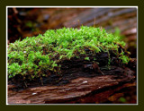 Moss Growing On Decaying Log by gerryp, Photography->Nature gallery