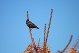 Starling by elektronist, photography->birds gallery