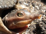 Florida Soft Shell Turtle by sunny184, photography->reptiles/amphibians gallery