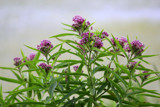 Prairie Blossoms by Pistos, photography->flowers gallery