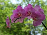 Orchids on the Window. by Ramad, photography->flowers gallery