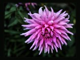 Dahlia by LynEve, photography->flowers gallery